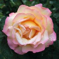 Саженцы Роза чайно-гибридная Глория Дей Саженцы Роза чайно-гибридная Глория Дей