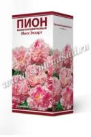 Пион молочноцветковый Мисс Экхарт