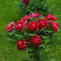 Пион древовидный Алые паруса