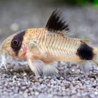 Рыба Коридорас панда 