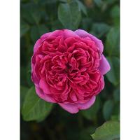 Роза англиская парковая Джеймс Л. Остин Роза англиская парковая Джеймс Л. Остин