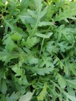 Пряность Руккола Корсика 20*0,5 г Пряность Руккола Корсика 20*0,5 г