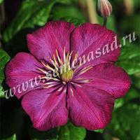 Клематис (капер) Виль де Лион