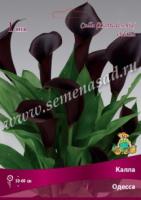 Калла Одесса 14/16