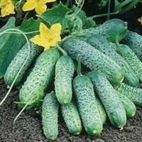 Огурец Пасамонте F1 500шт