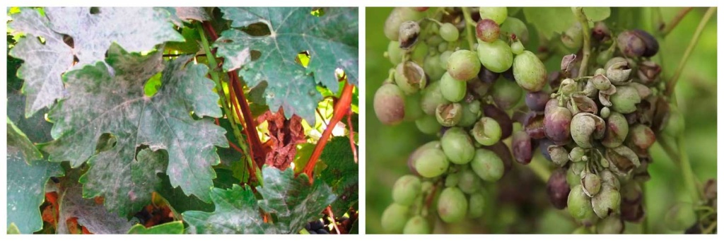 оидиум).jpg оидиум).jpg