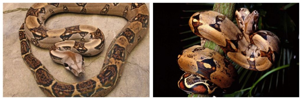 удав-3.png удав-3.png