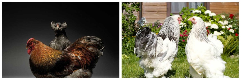 куры.jpg куры.jpg