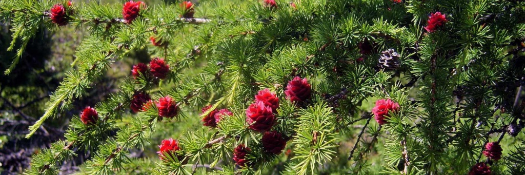 1500x50021,2.jpg 1500x50021,2.jpg