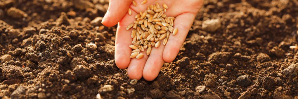 посев.png посев.png