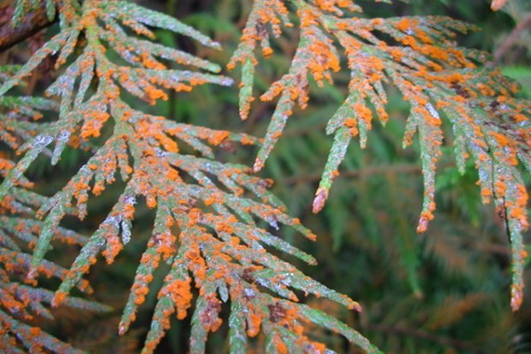 ржавчина растений.jpeg