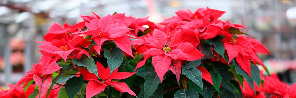 Рождественская звезда Рождественская звезда