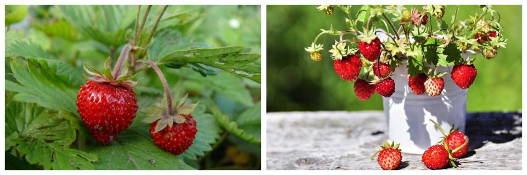 земляника).jpg земляника).jpg