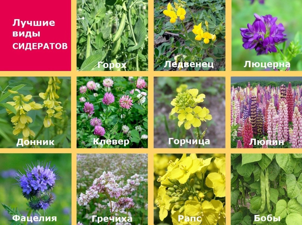 почвоутомление почвоутомление