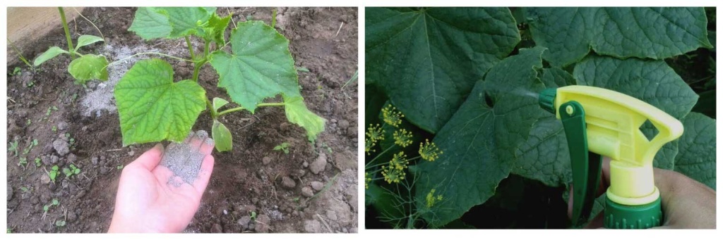 удобряем-огурцы.jpg удобряем-огурцы.jpg