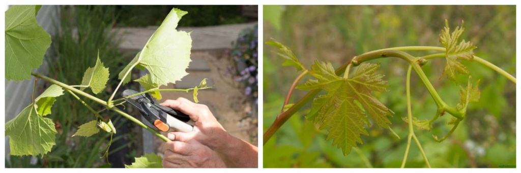 пасынки.jpg пасынки.jpg