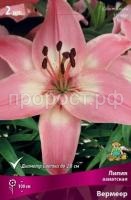 лилия азиатская Вермеер лилия азиатская Вермеер