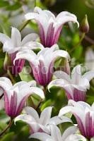 Без названия (1)