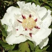 снежный лотос