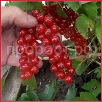 смородина красная натали смородина красная натали