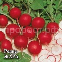 Редис Жара 25 г Редис Жара 25 г