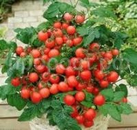 Без названия (38)