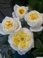 Без названия