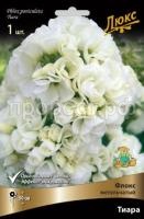 Флокс метельчатый Тиара