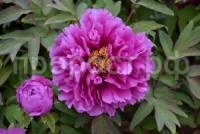 пион красные облака пион красные облака