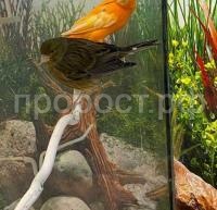 Птица Кенар стандарт мальчик Птица Кенар стандарт мальчик