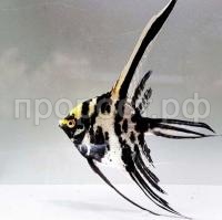 Рыба Скалярия микс S Рыба Скалярия микс S