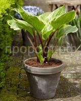 hosta_gibrid_sorbet