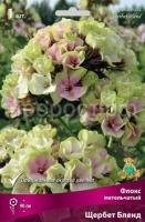 Флокс метельчатый Щербет Бленд