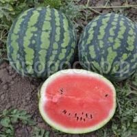 Арбуз Астраханский Арбуз Астраханский