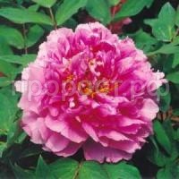 цветочная роса