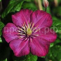 Clematis_Ville_de_Lyon