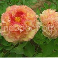 кинко кинко