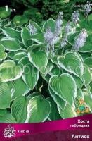 Хоста гибридная Антиох