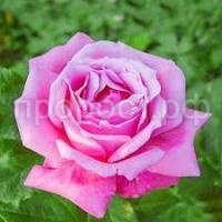 Без названия Без названия