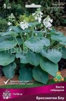 Хоста гибридная Брессингем Блу