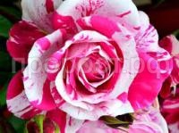 Без названия (1) Без названия (1)