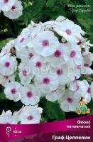 Флокс метельчатый Граф Цеппелин