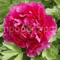 пион красный лист пион красный лист