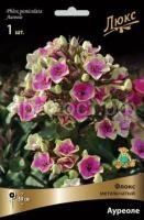 Флокс метельчатый Ауреоле