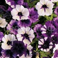 shock-wave-tie-dye-purple-1280x1280