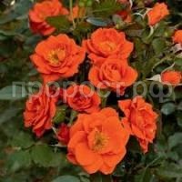 Без названия (1) Без названия (1)