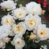 Без названия Без названия