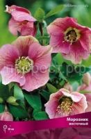 Морозник восточный