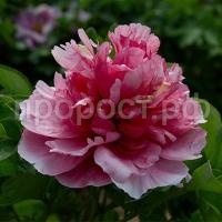 пион неоновое повторение пион неоновое повторение