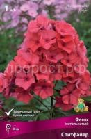 Флокс метельчатый Спитфайр